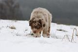 BERGER AUSTRALIEN PUPPIES 447